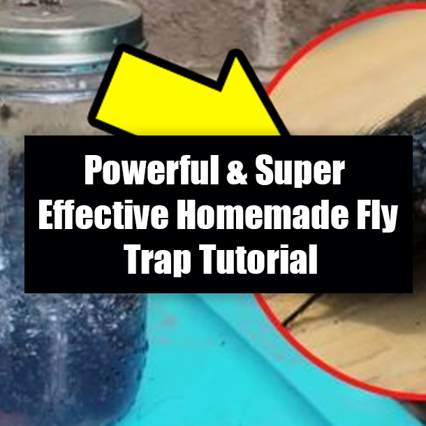 Powerful & Super Effective Homemade Fly Trap Tutorial