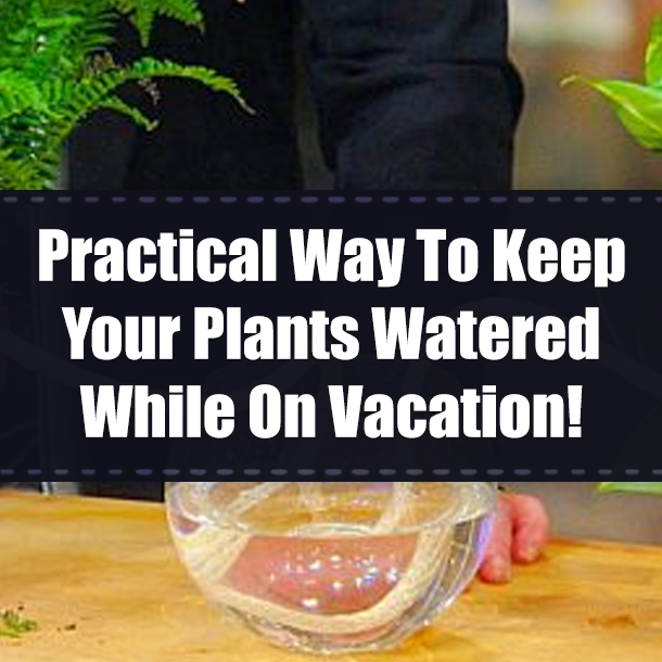 Practical Way To Keep Your Plants Watered While On Vacation!