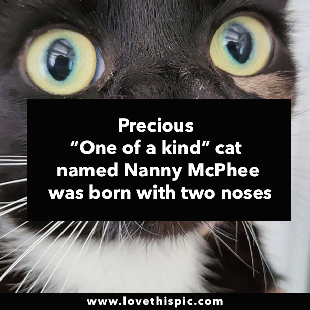 Precious “One of a kind” cat named Nanny McPhee was born with two noses