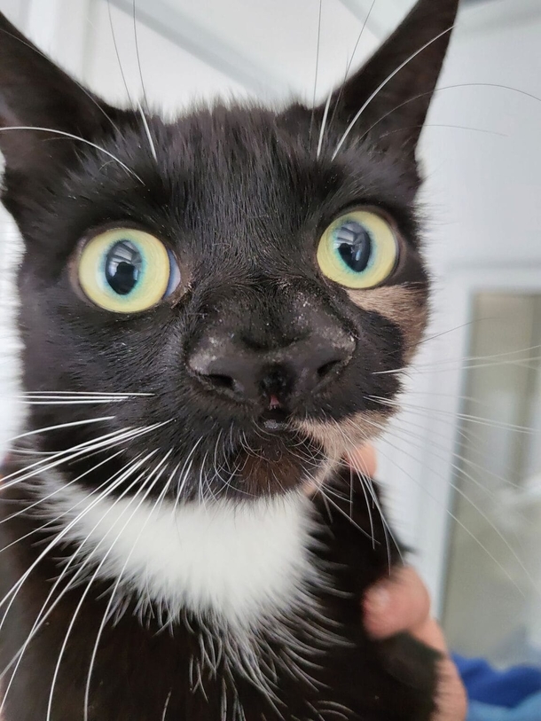 Precious “One of a kind” cat named Nanny McPhee was born with two noses - picture 2