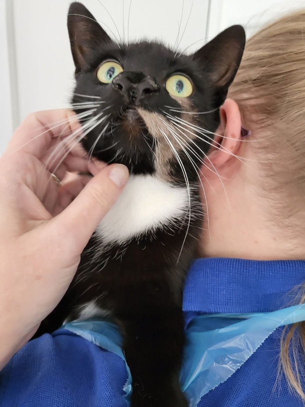 Precious “One of a kind” cat named Nanny McPhee was born with two noses - picture 3
