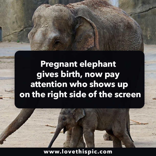 Pregnant elephant gives birth, now pay attention who shows up on the right side of the screen