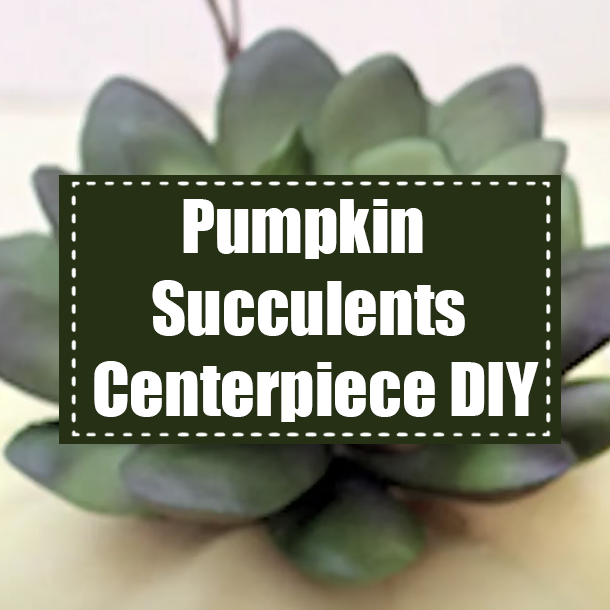 Pumpkin Succulents Centerpiece DIY