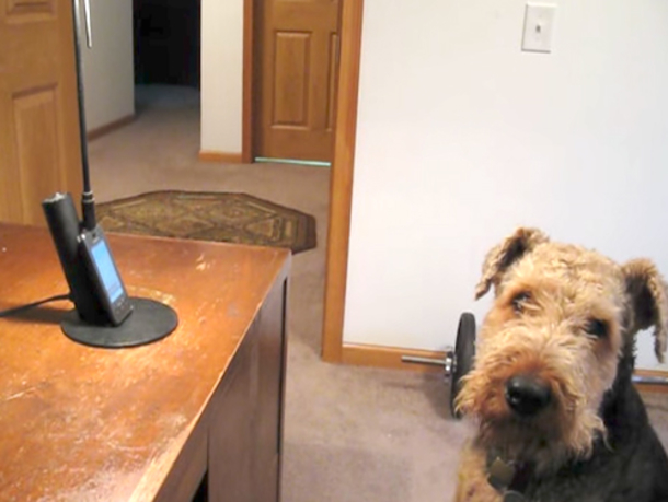 Pup Misses Mommy And Calls Her, She Can't Stop Laughing At What He "Says" To Her - picture 2