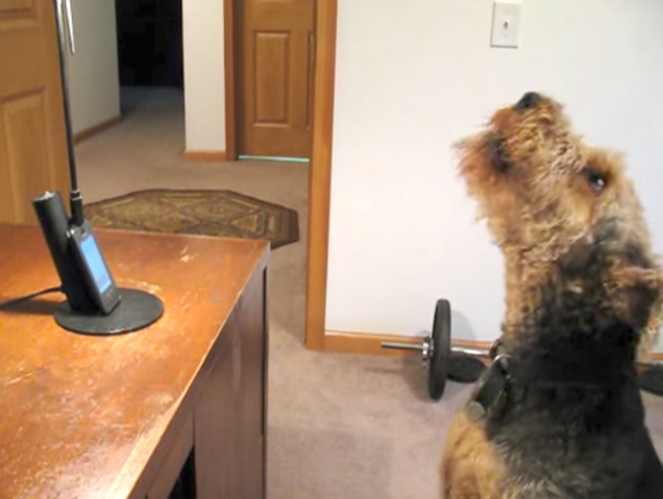 Pup Misses Mommy And Calls Her, She Can't Stop Laughing At What He "Says" To Her - picture 3