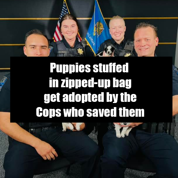 Puppies stuffed in zipped-up bag get adopted by the Cops who saved them