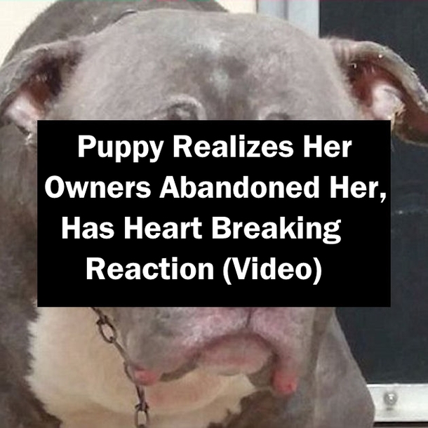Puppy Realizes Her Owners Abandoned Her, Has Heart Breaking Reaction (Video)