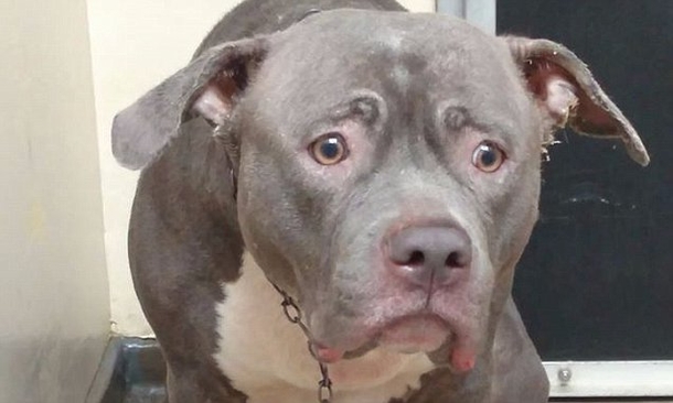 Puppy Realizes Her Owners Abandoned Her, Has Heart Breaking Reaction (Video) - picture 2