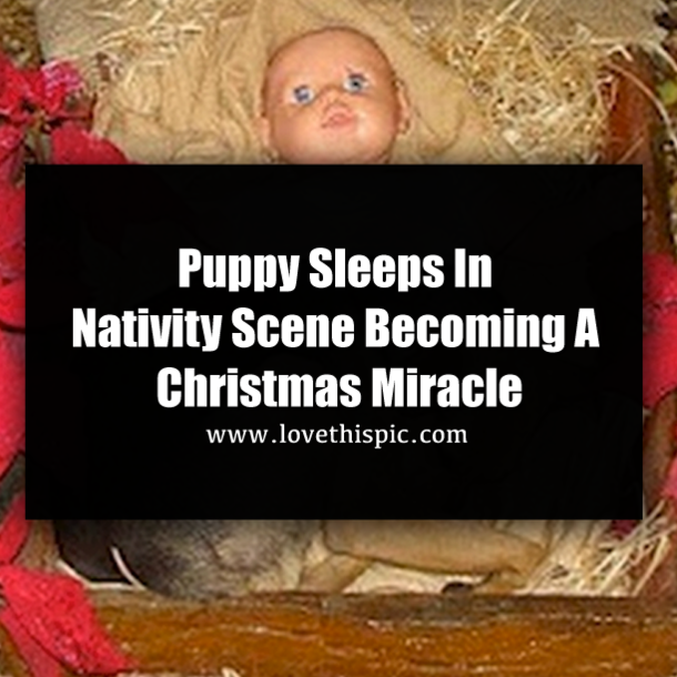 Puppy Sleeps In Nativity Scene Becoming A Christmas Miracle