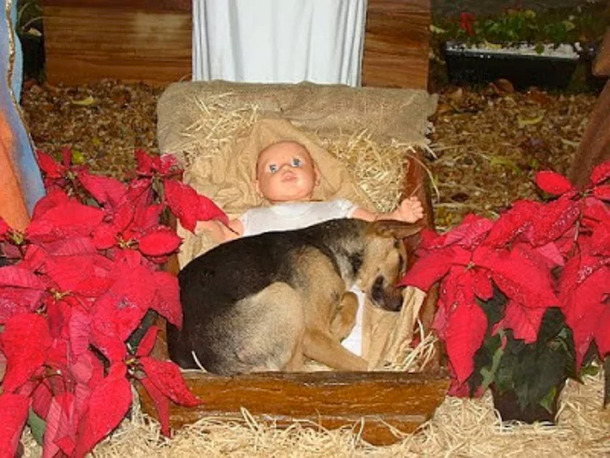 Puppy Sleeps In Nativity Scene Becoming A Christmas Miracle - picture 7