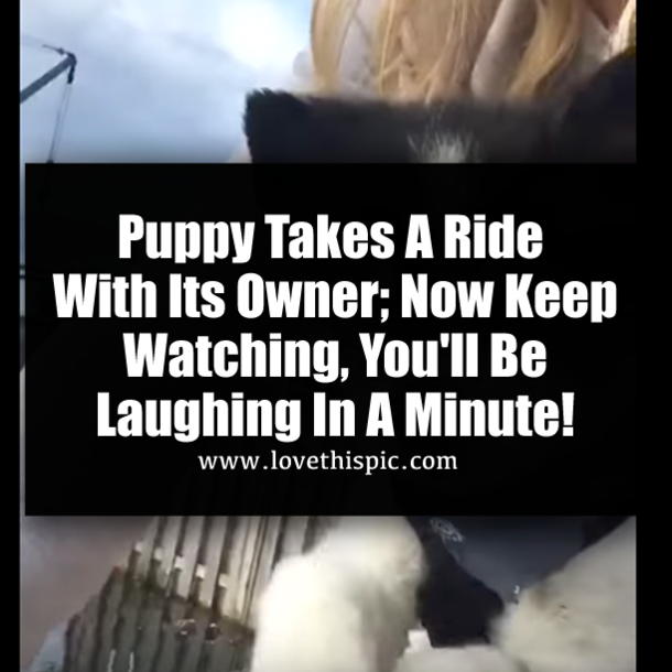 Puppy Takes A Ride With Its Owner; Now Keep Watching, You'll Be Laughing In A Minute!