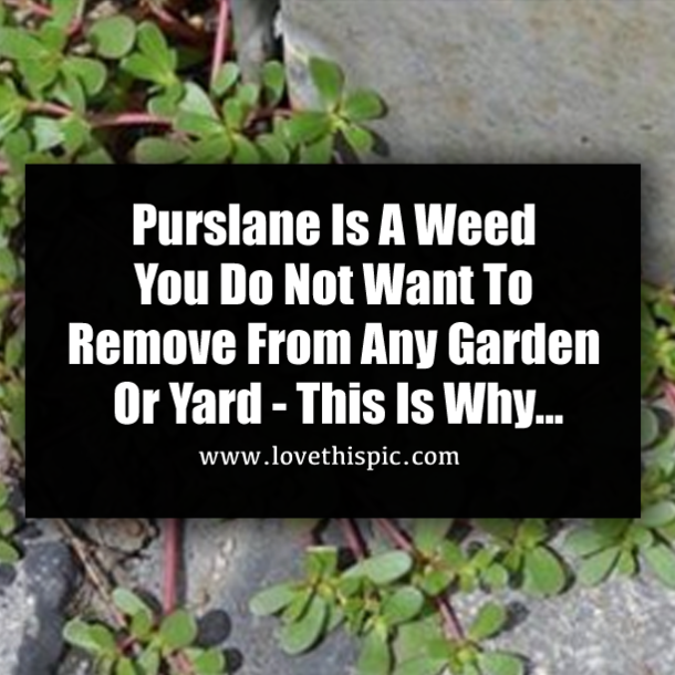 Purslane Is A Weed You Do Not Want To Remove From Any Garden Or Yard - This Is Why...