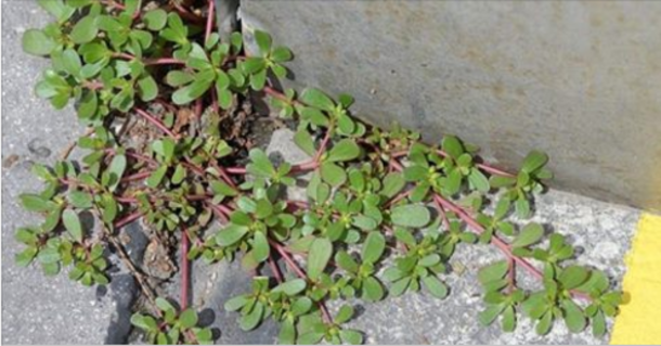 Purslane Is A Weed You Do Not Want To Remove From Any Garden Or Yard - This Is Why... - picture 2