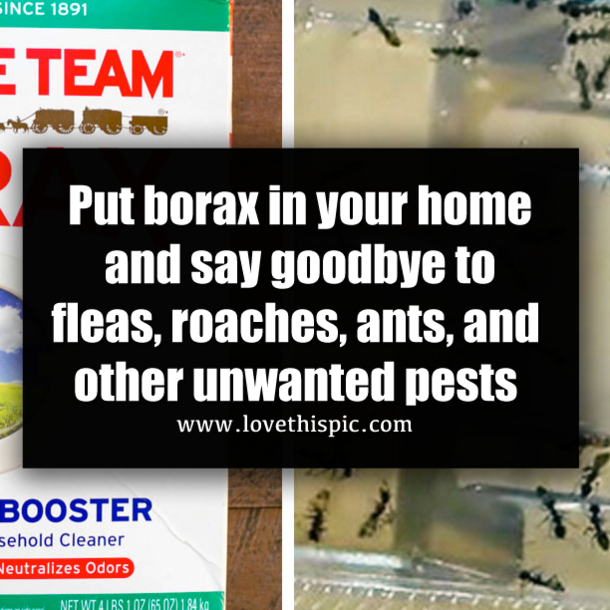 Put borax in your home and say goodbye to fleas, roaches, ants, and other unwanted pests