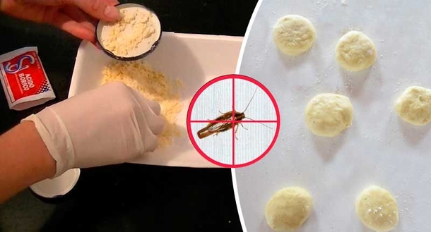 Put borax in your home and say goodbye to fleas, roaches, ants, and other unwanted pests - picture 2