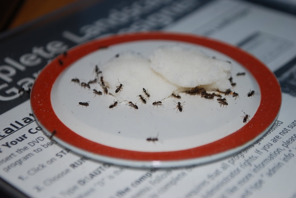 Put borax in your home and say goodbye to fleas, roaches, ants, and other unwanted pests - picture 3