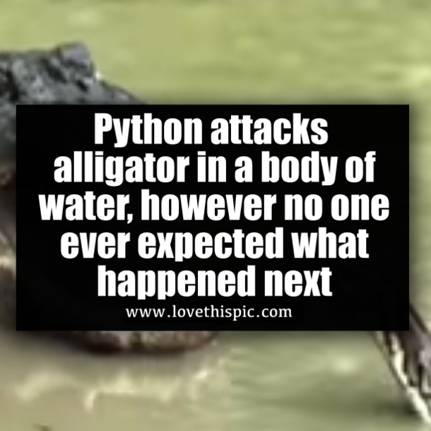 Python attacks alligator in a body of water, however no one ever expected what happened next