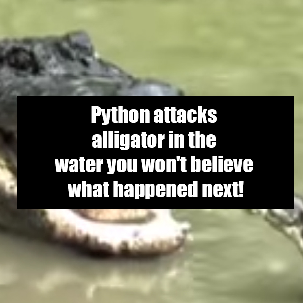 Python attacks alligator in the water you won't believe what happened next!