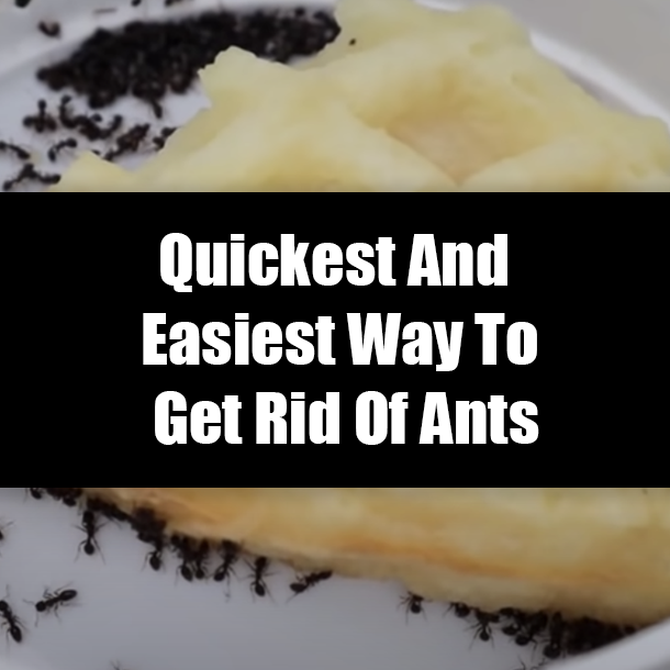 Quickest And Easiest Way To Get Rid Of Ants