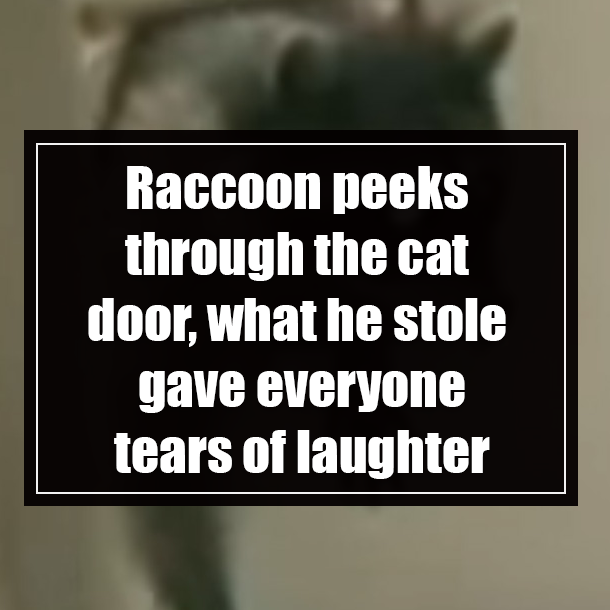 Raccoon peeks through the cat door, what he stole gave everyone tears of laughter