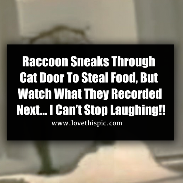 Raccoon Sneaks Through Cat Door To Steal Food, But Watch What They Recorded Next… I Can’t Stop Laughing!!
