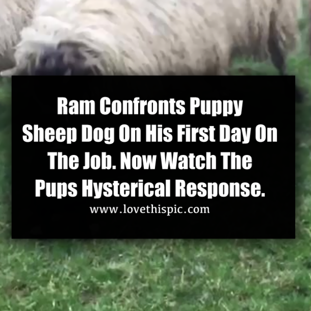 Ram Confronts Puppy Sheep Dog On His First Day On The Job. Now Watch The Pups Hysterical Response.