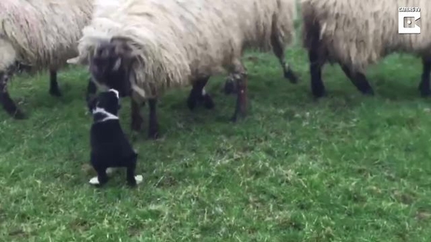 Ram Confronts Puppy Sheep Dog On His First Day On The Job. Now Watch The Pups Hysterical Response. - picture 2