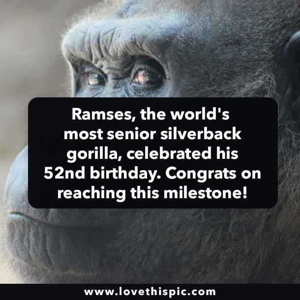 Ramses, the world's most senior silverback gorilla, celebrated his 52nd birthday. Congrats on reaching this milestone!