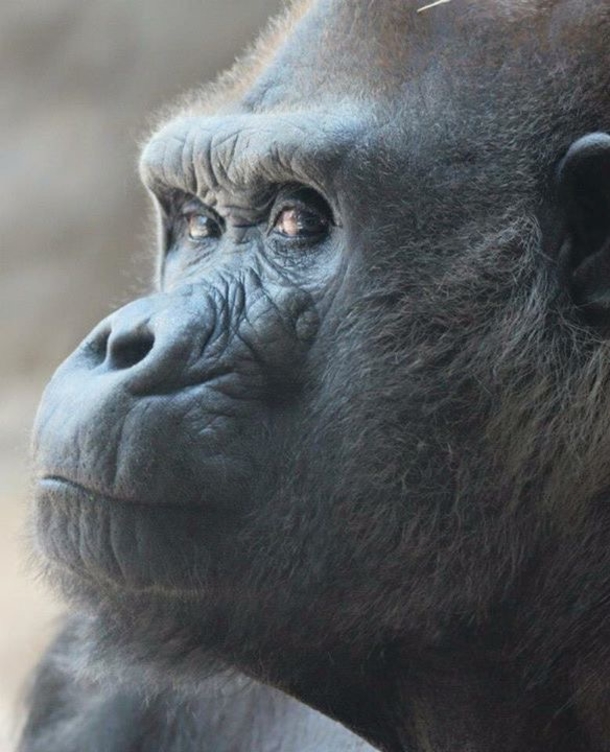 Ramses, the world's most senior silverback gorilla, celebrated his 52nd birthday. Congrats on reaching this milestone! - picture 2
