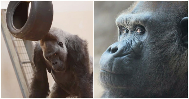 Ramses, the world's most senior silverback gorilla, celebrated his 52nd birthday. Congrats on reaching this milestone! - picture 3