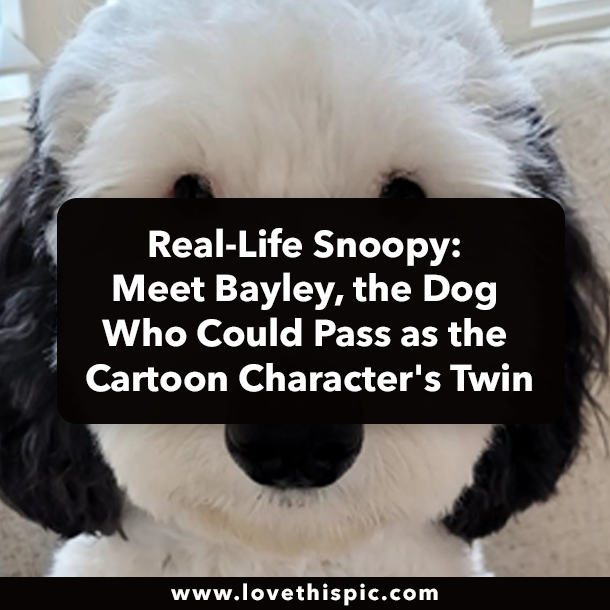 Real-Life Snoopy: Meet Bayley, the Dog Who Could Pass as the Cartoon Character's Twin