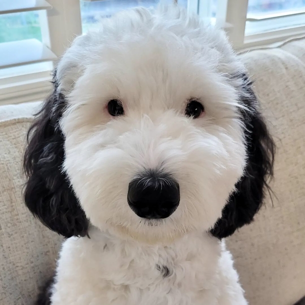 Real-Life Snoopy: Meet Bayley, the Dog Who Could Pass as the Cartoon Character's Twin - picture 2