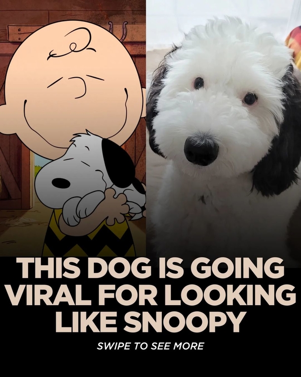 Real-Life Snoopy: Meet Bayley, the Dog Who Could Pass as the Cartoon Character's Twin - picture 3
