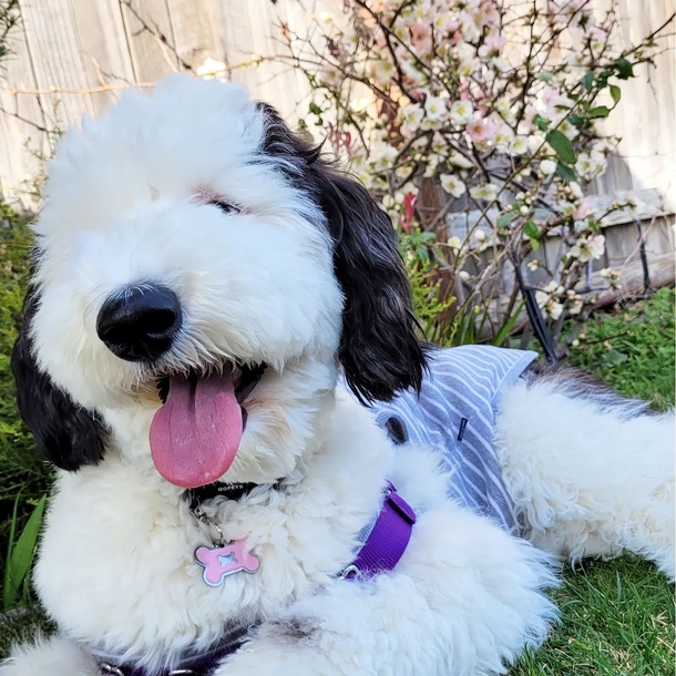 Real-Life Snoopy: Meet Bayley, the Dog Who Could Pass as the Cartoon Character's Twin - picture 4