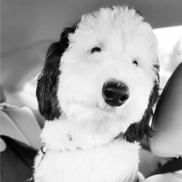 Real-Life Snoopy: Meet Bayley, the Dog Who Could Pass as the Cartoon Character's Twin - picture 5