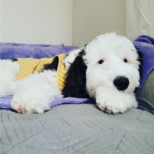 Real-Life Snoopy: Meet Bayley, the Dog Who Could Pass as the Cartoon Character's Twin - picture 6