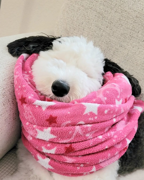 Real-Life Snoopy: Meet Bayley, the Dog Who Could Pass as the Cartoon Character's Twin - picture 7