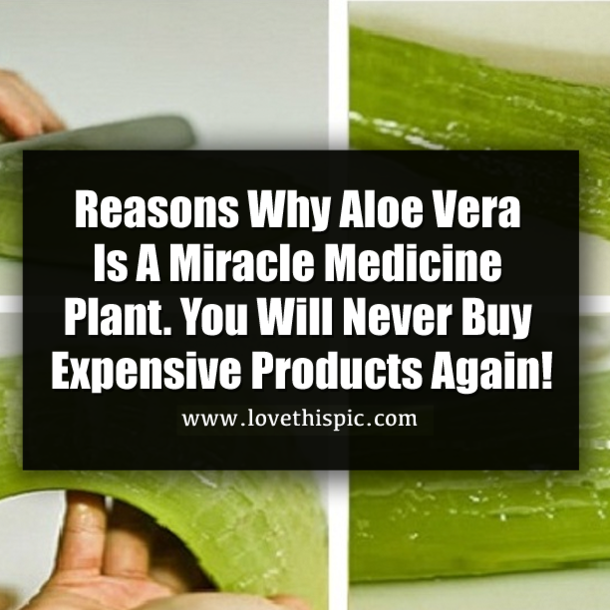 Reasons Why Aloe Vera Is A Miracle Medicine Plant. You Will Never Buy Expensive Products Again!