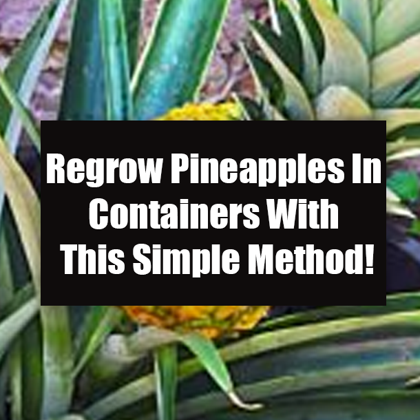 Regrow Pineapples In Containers With This Simple Method!