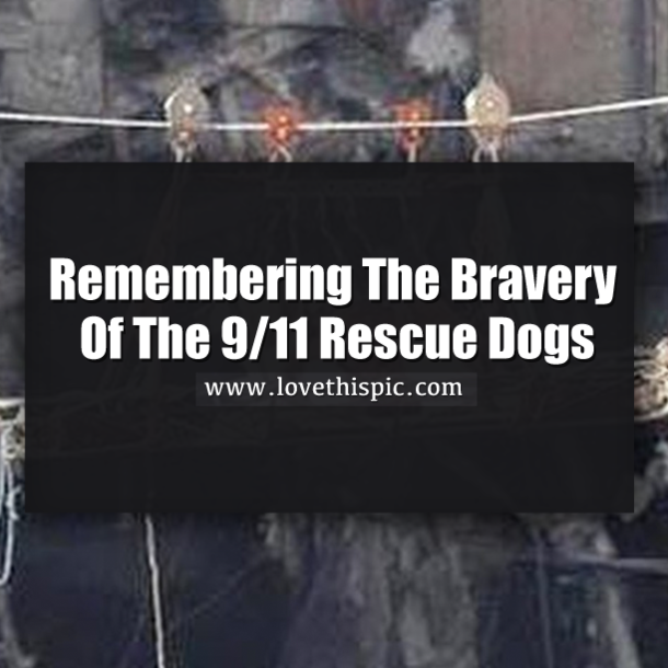 Remembering The Bravery Of The 9/11 Rescue Dogs