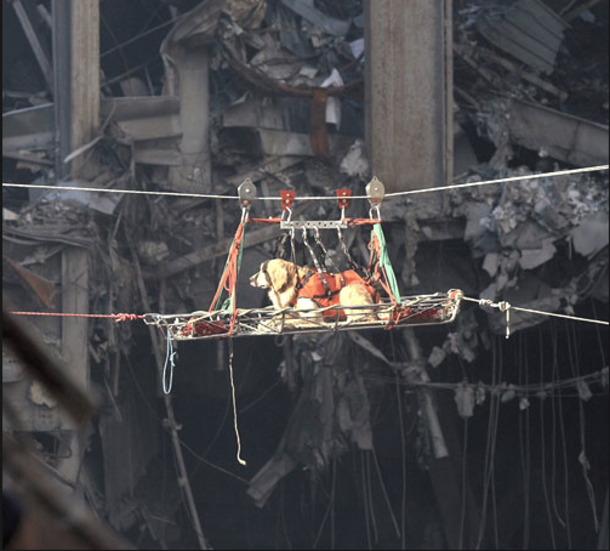 Remembering The Bravery Of The 9/11 Rescue Dogs - picture 2