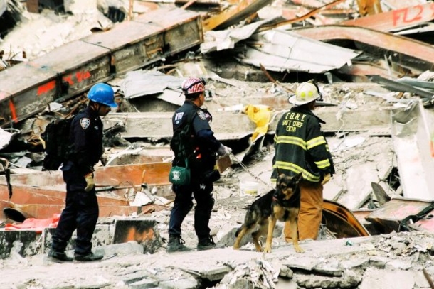Remembering The Bravery Of The 9/11 Rescue Dogs - picture 3
