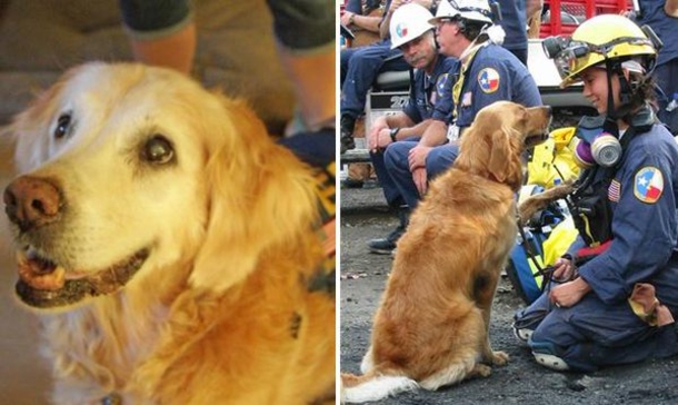 Remembering The Bravery Of The 9/11 Rescue Dogs - picture 4