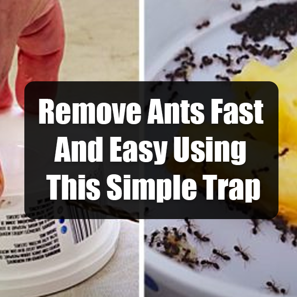 Remove Ants Fast And Easy Using This Simple Trap