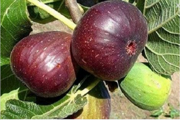 Remove Back, Spine And Leg Pain Almost Instantly With This Powerful Remedy - picture 2