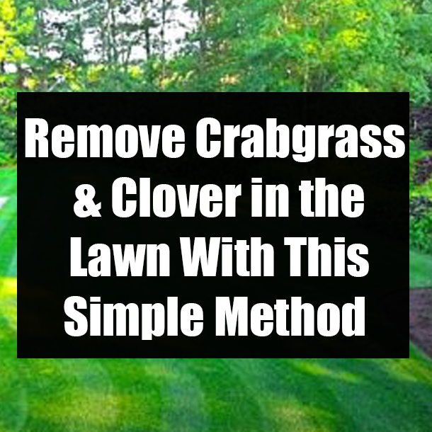 Remove Crabgrass & Clover in the Lawn With This Simple Method