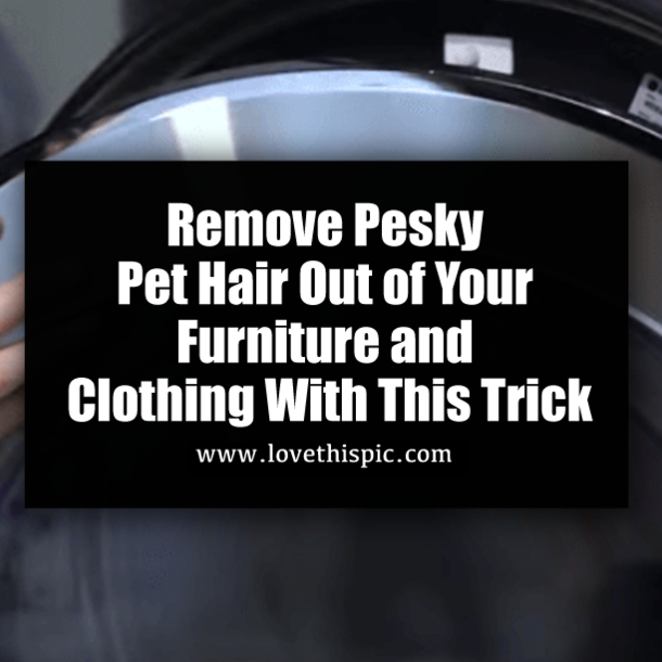 Remove Pesky Pet Hair Out of Your Furniture and Clothing With This Trick