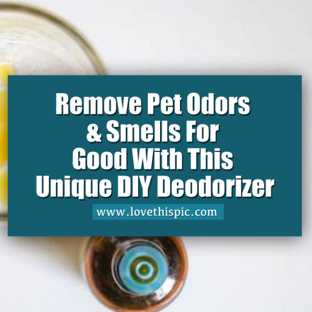 Remove Pet Odors & Smells For Good With This Unique DIY Deodorizer