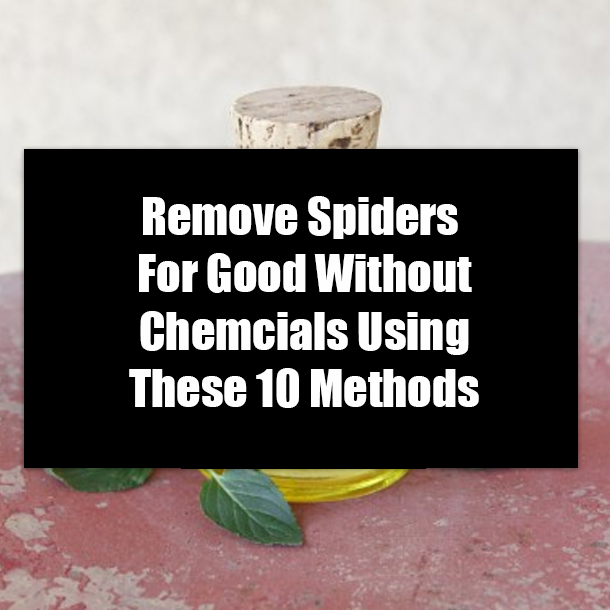 Remove Spiders For Good Without Chemcials Using These 10 Methods