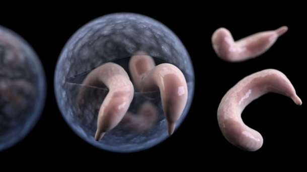 REPORT: An EPIDEMIC Outbreak Is Happening Across The US, Scientist Are Warning People To Stay Away From Pools - picture 2